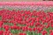 March of the Tulips I Poster Print by Dana Styber - Item # VARPDXPSSTY213
